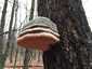 Bükkfa-tapló (Fomes fomentarius), Vértes. Csöves termőréteg apró, piszkosfehér, szürkésbarna pórusokkal